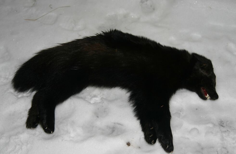 Tallene viser at jerven har tatt de fleste sau og lam i Finnmark de siste ti årene. Gaupe og bjørn følger imidlertid ikke langt etter.
 Foto: Torbjørn Ittelin