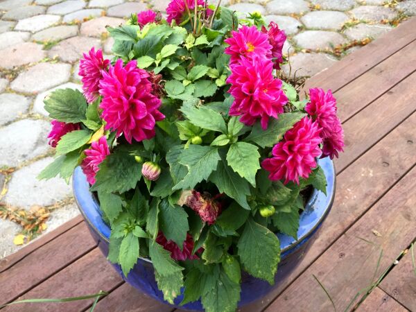 Blomster i oktober