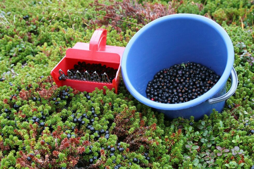 Un­der halv­ti­me tar det å fylle et fem lit­ers spann med krøkebær. For­ut­satt at man slip­per å lete et­ter bæra. FOTO: RAN­DI IRE­NE LO­SOA