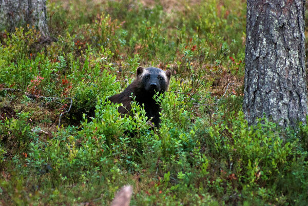 Nedgang i antall rovviltskader