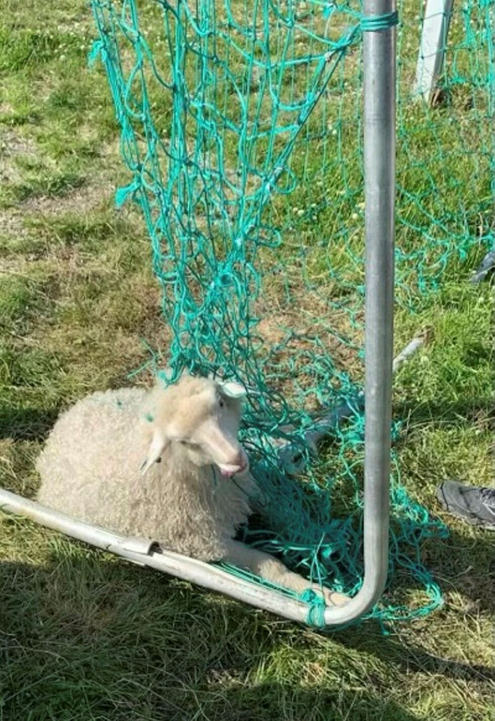 Lammet omkom etter at det ikke kom seg løs fra nettet i fotballmålet bak skolen.
 Foto: Privat