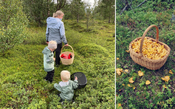 – Dette er virkelig året for å plukke sopp