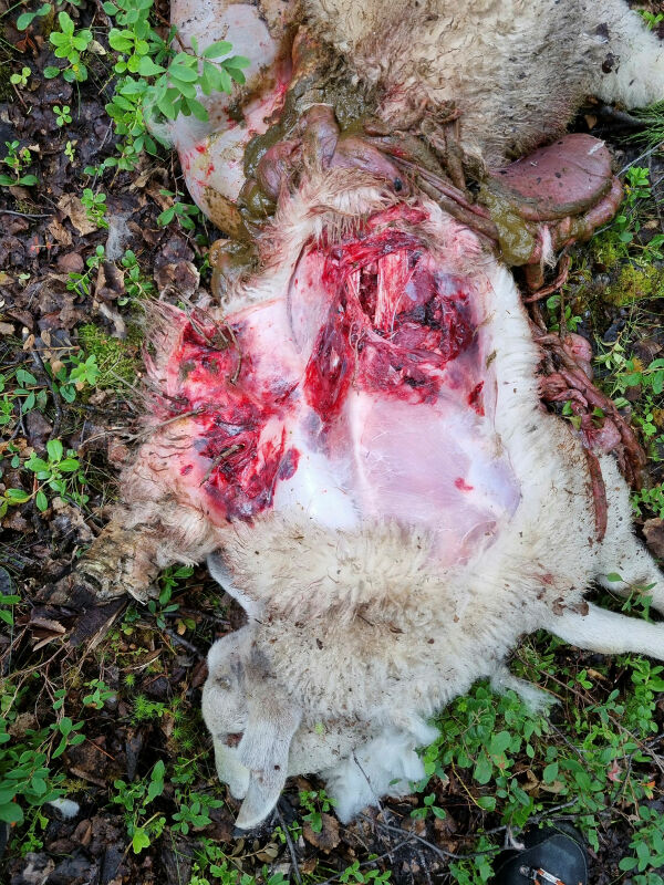 Trener hund på bjørn